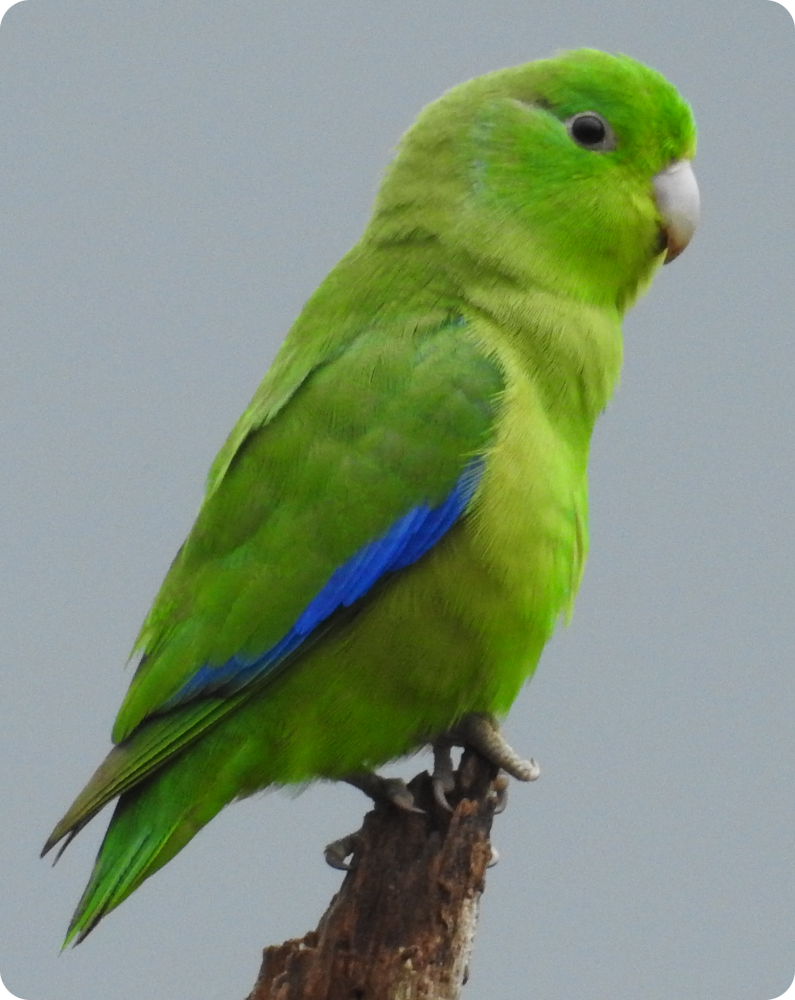A blue winged parrotlet.